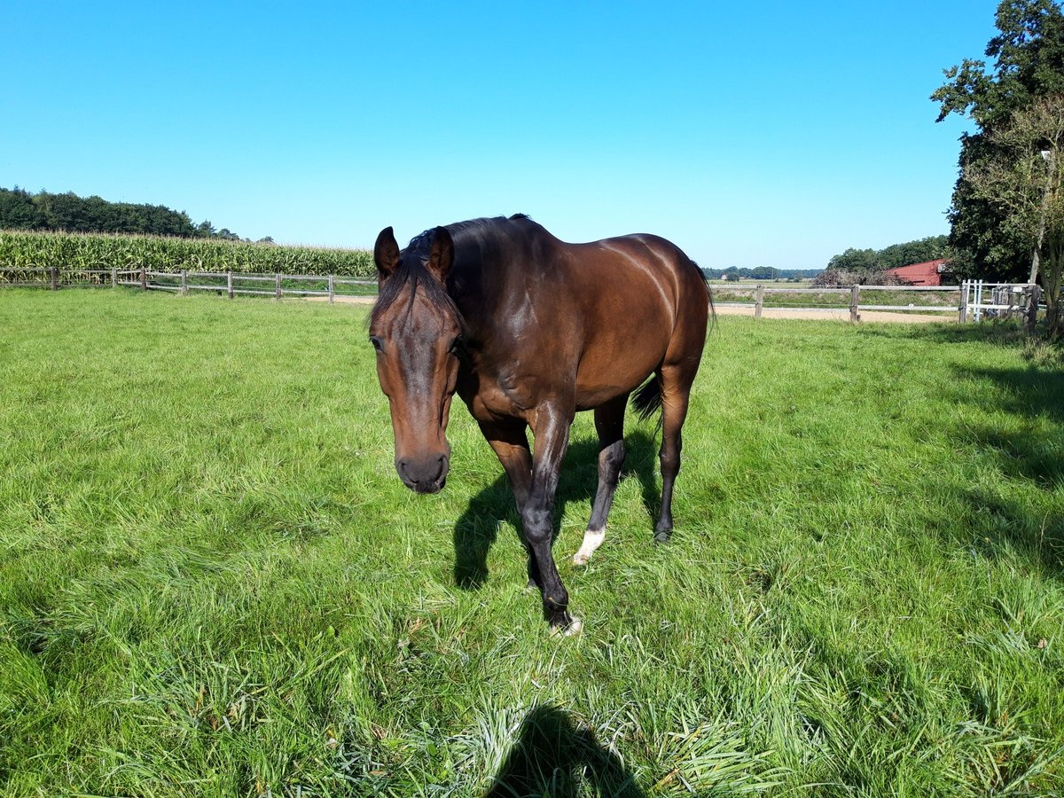 Hannoveriano Caballo castrado 14 años 165 cm Castaño oscuro in Barver