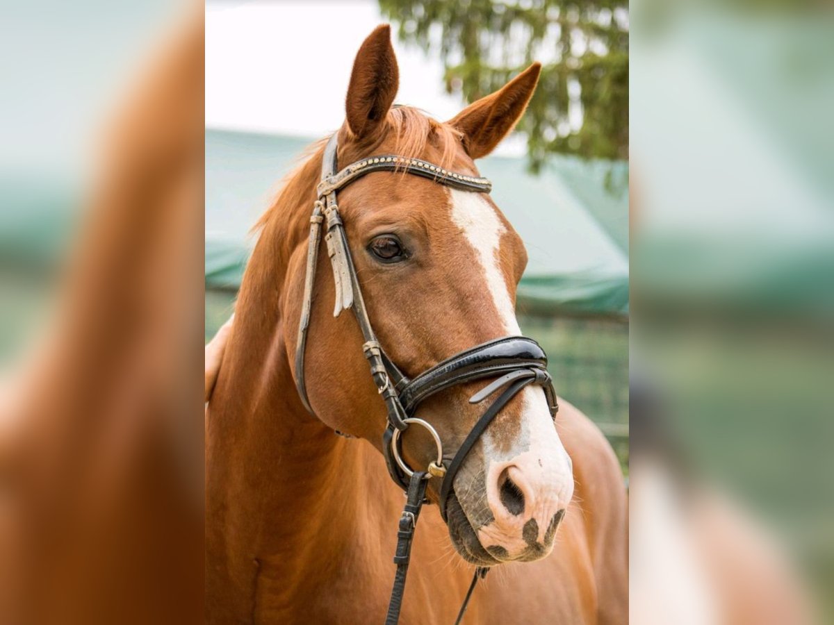 Hannoveriano Caballo castrado 14 años 168 cm Alazán in Osburg