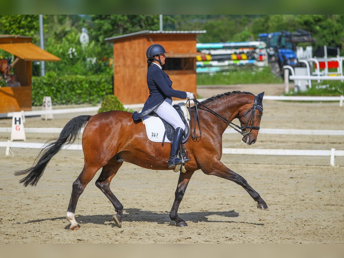 Hannoveriano Caballo castrado 14 años 171 cm Castaño in Bergisch Gladbach