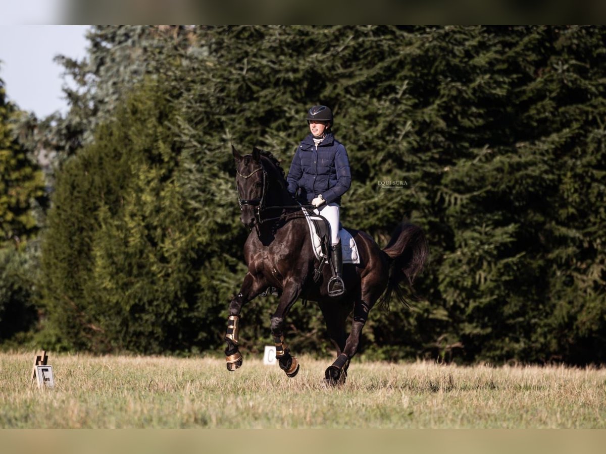 Hannoveriano Caballo castrado 14 años 172 cm Negro in Herselt Hannoveriano Caballo castrado 14 años 172 cm Negro in Herselt
