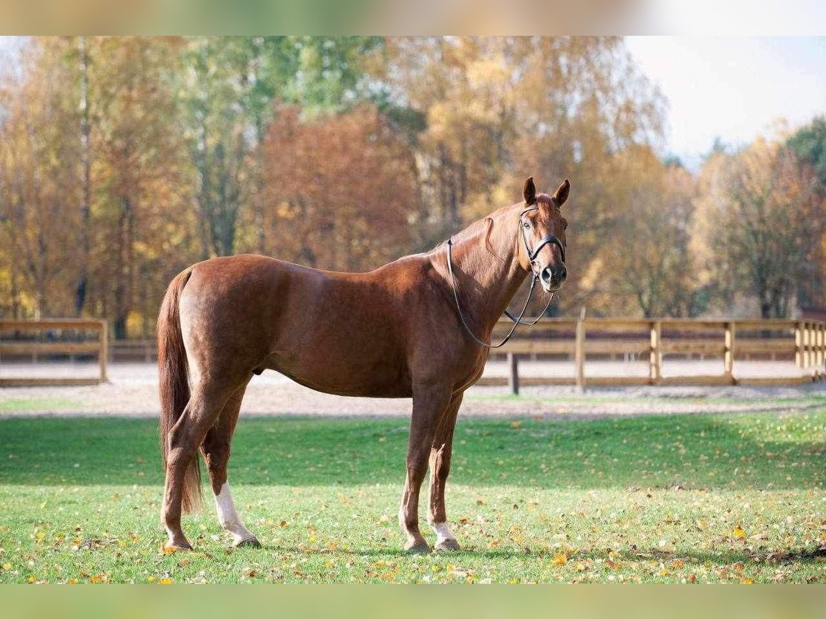 Hannoveriano Caballo castrado 14 años 174 cm Alazán-tostado in Riga