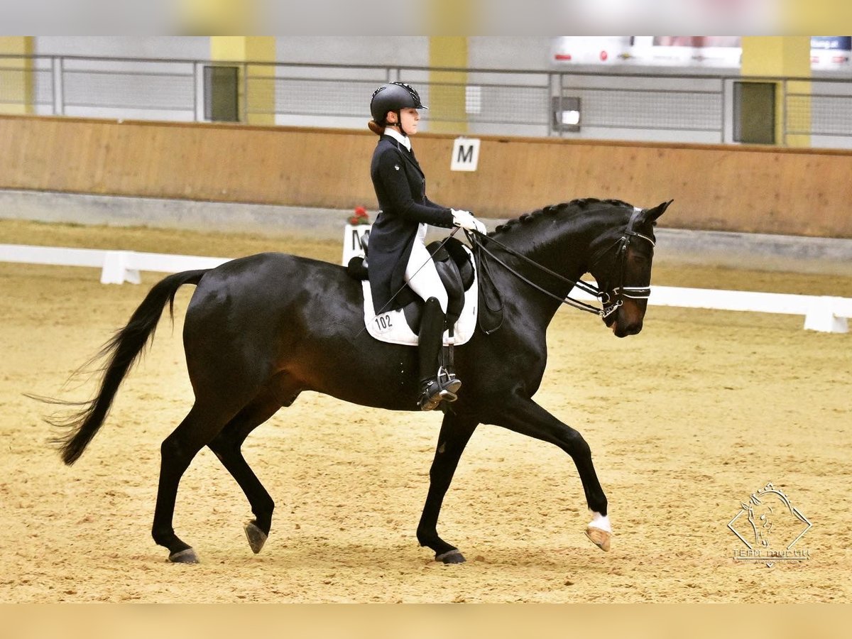 Hannoveriano Caballo castrado 14 años 174 cm Castaño oscuro in Neuss