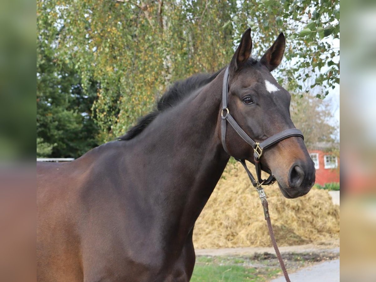 Hannoveriano Caballo castrado 14 años 179 cm Castaño oscuro in Ense