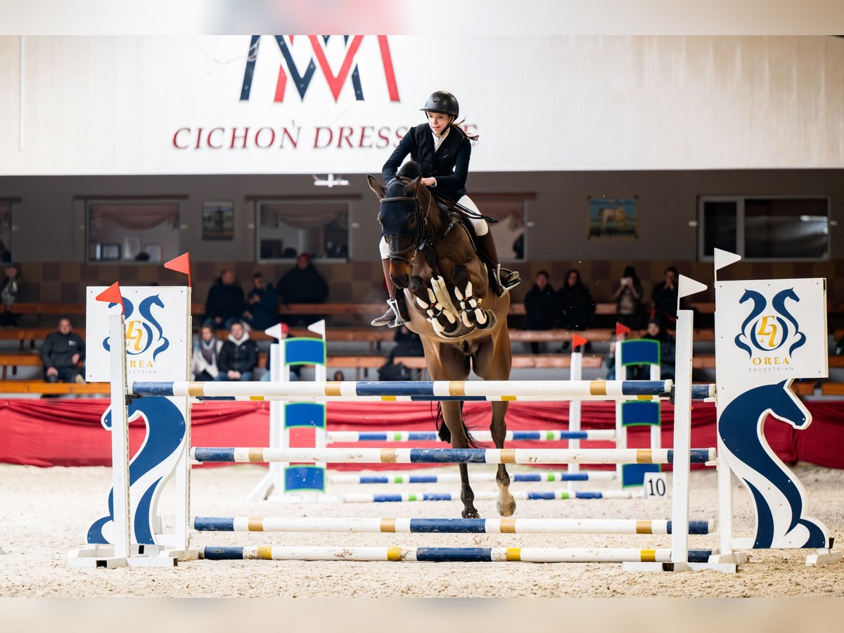 Hannoveriano Caballo castrado 15 años 165 cm Castaño oscuro in Brzeszcze