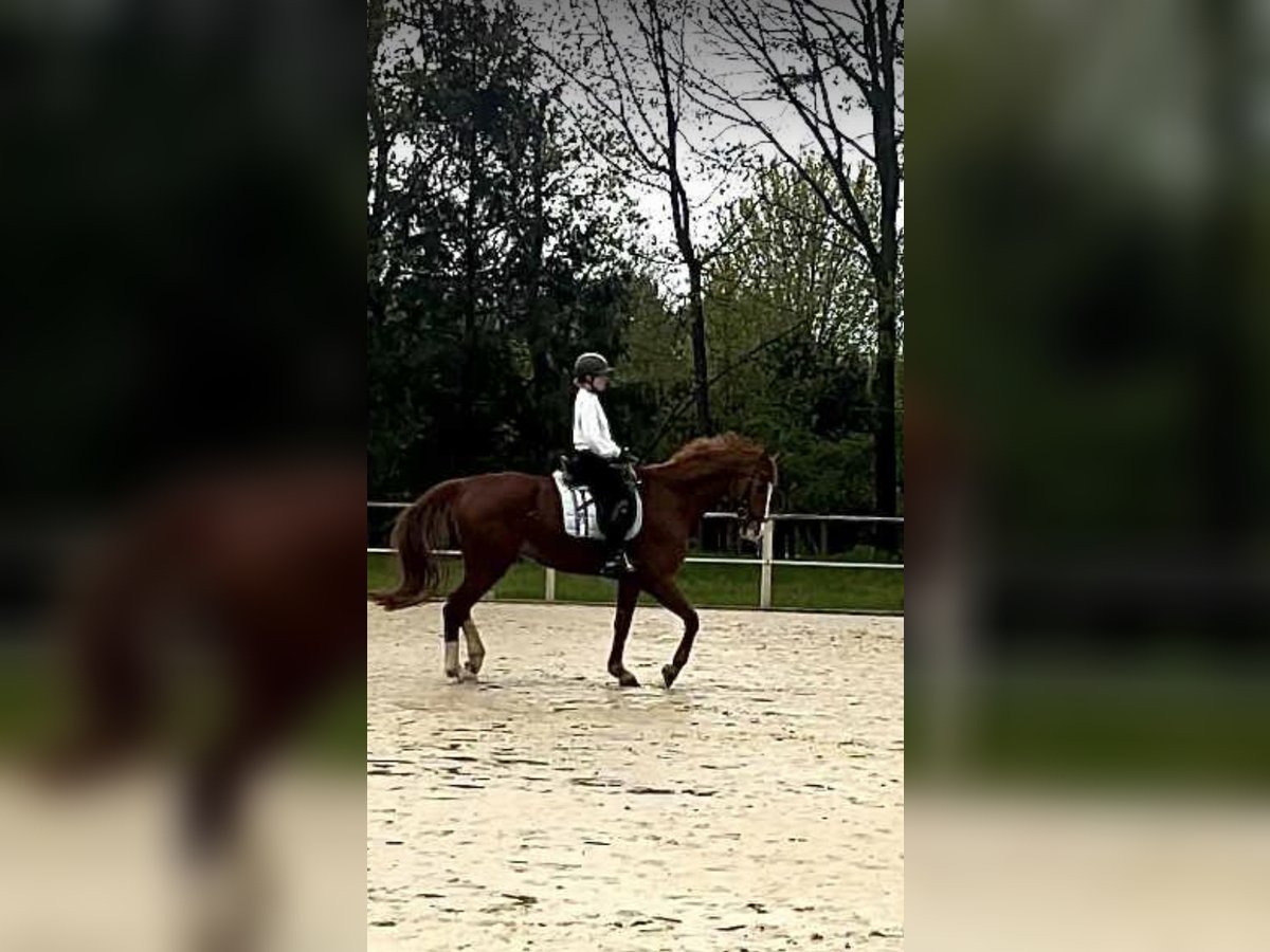 Hannoveriano Caballo castrado 15 años 168 cm Alazán in Everswinkel