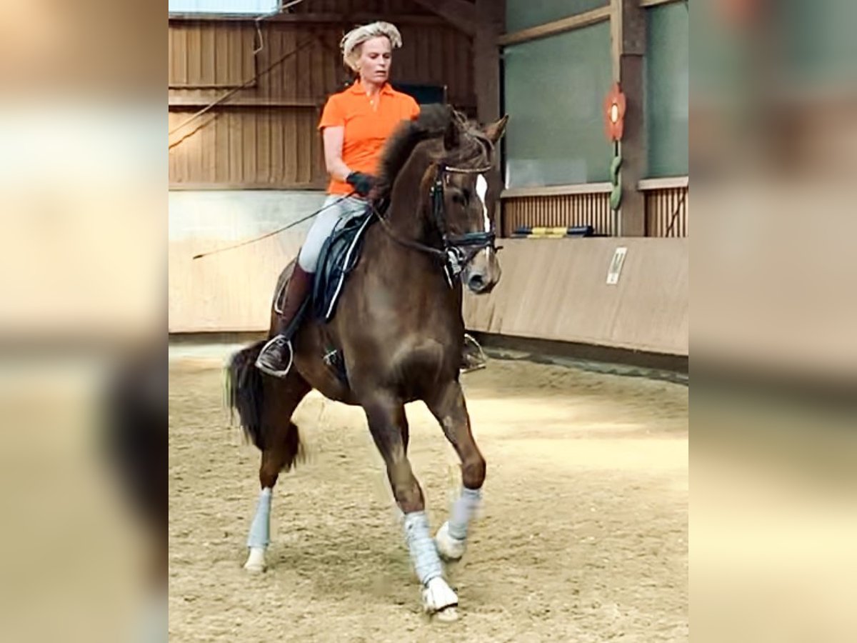 Hannoveriano Caballo castrado 15 años 168 cm Alazán-tostado in Ebersbach-Musbach