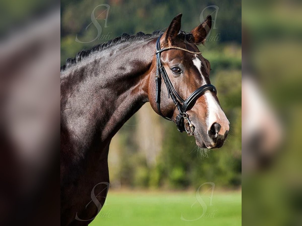 Hannoveriano Caballo castrado 15 años 169 cm Castaño oscuro in Emsdetten