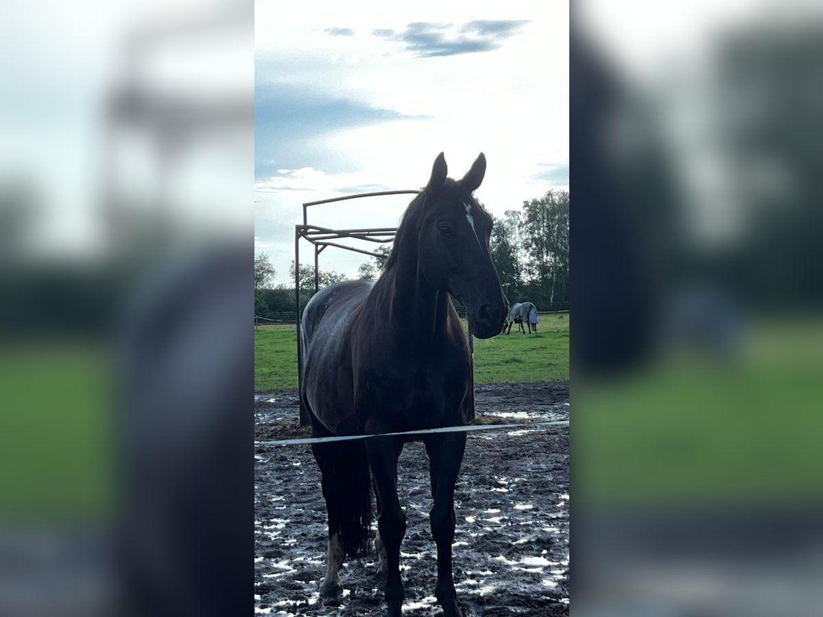 Hannoveriano Caballo castrado 15 años 170 cm Castaño oscuro in Adelheidsdorf