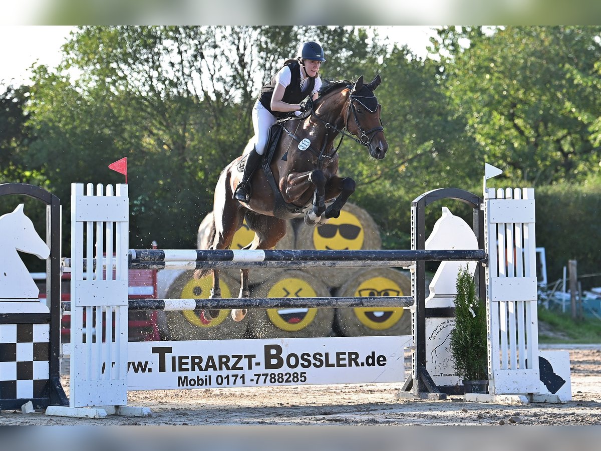 Hannoveriano Caballo castrado 15 años 172 cm Castaño in Grebenhain