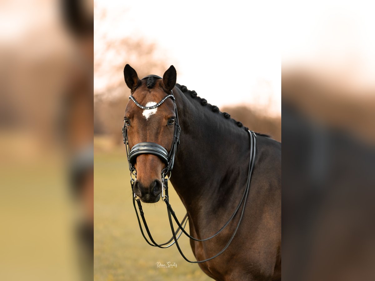 Hannoveriano Caballo castrado 15 años 175 cm Castaño in Lathum