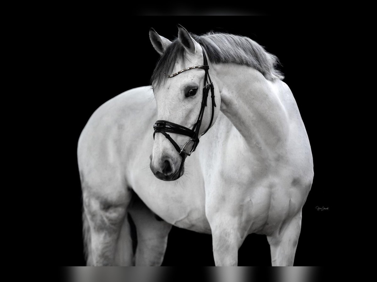 Hannoveriano Caballo castrado 15 años 175 cm Tordo in Bosau