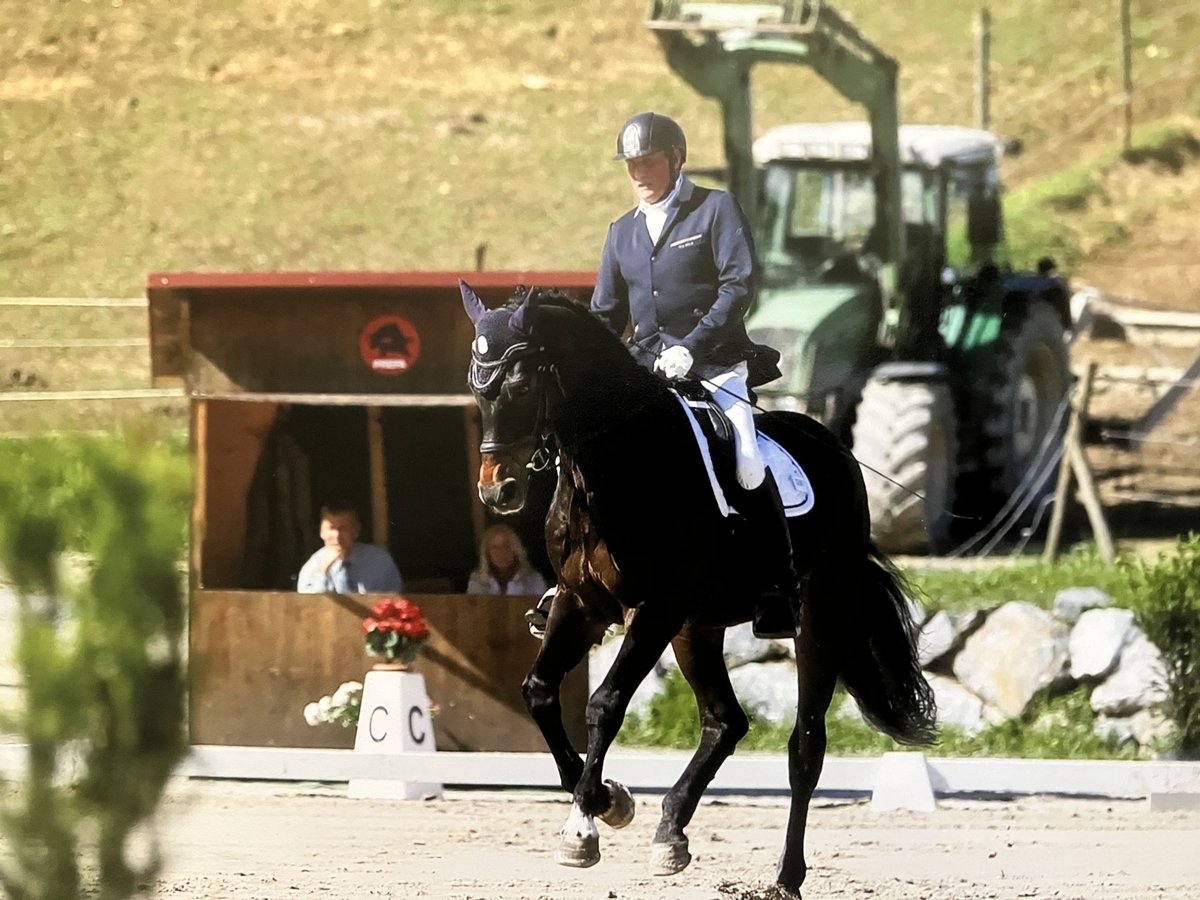 Hannoveriano Caballo castrado 15 años 182 cm Castaño oscuro in Wien, Donaustadt