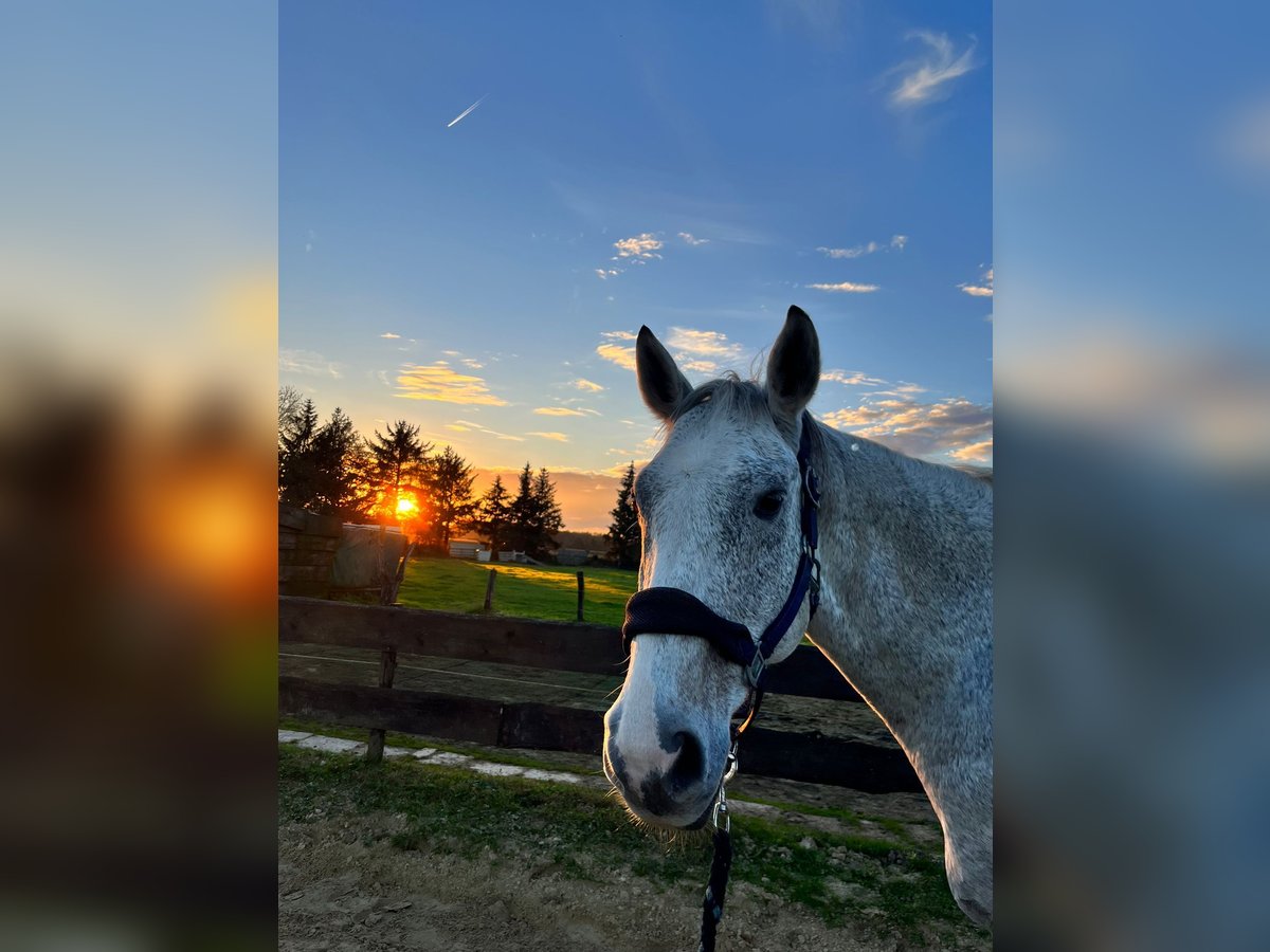 Hannoveriano Caballo castrado 16 años 163 cm Tordo rodado in Hamm