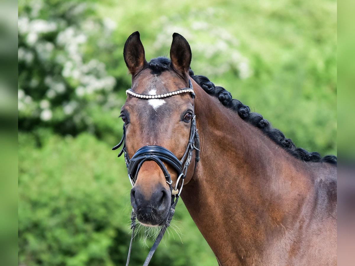 Hannoveriano Caballo castrado 16 años 165 cm Castaño in Laubach