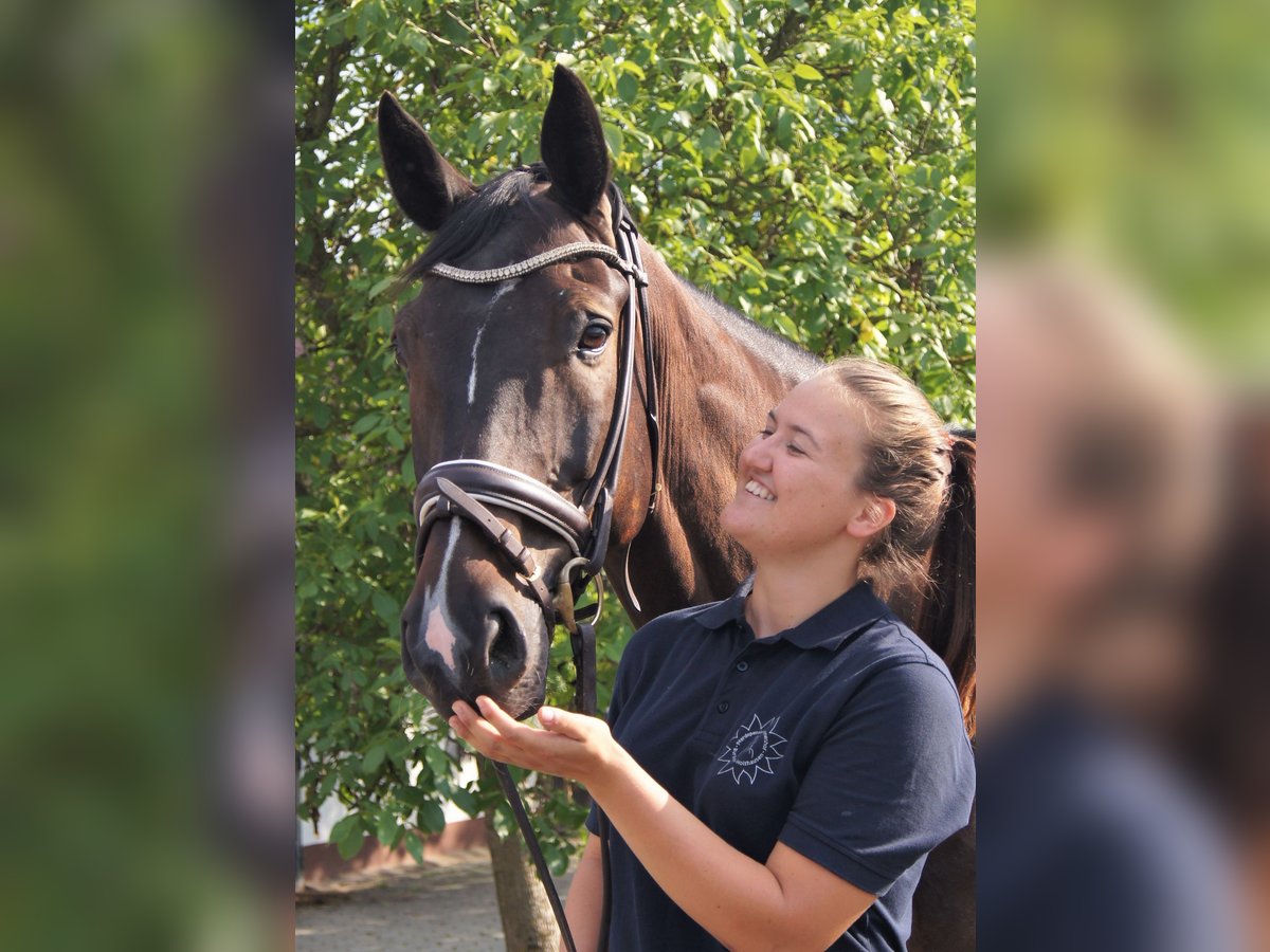 Hannoveriano Caballo castrado 16 años 169 cm Castaño oscuro in Burbach