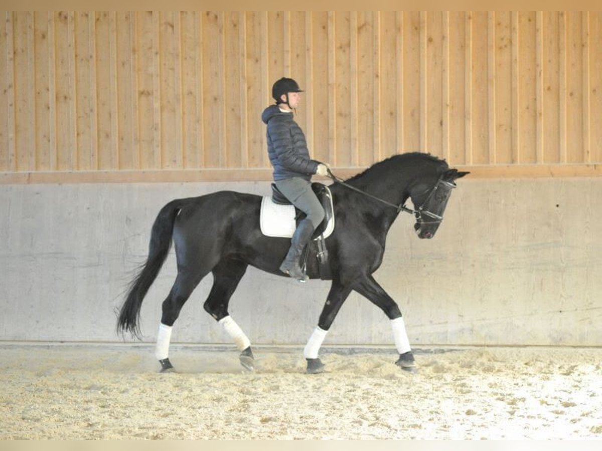 Hannoveriano Caballo castrado 16 años 173 cm Negro in Wellheim