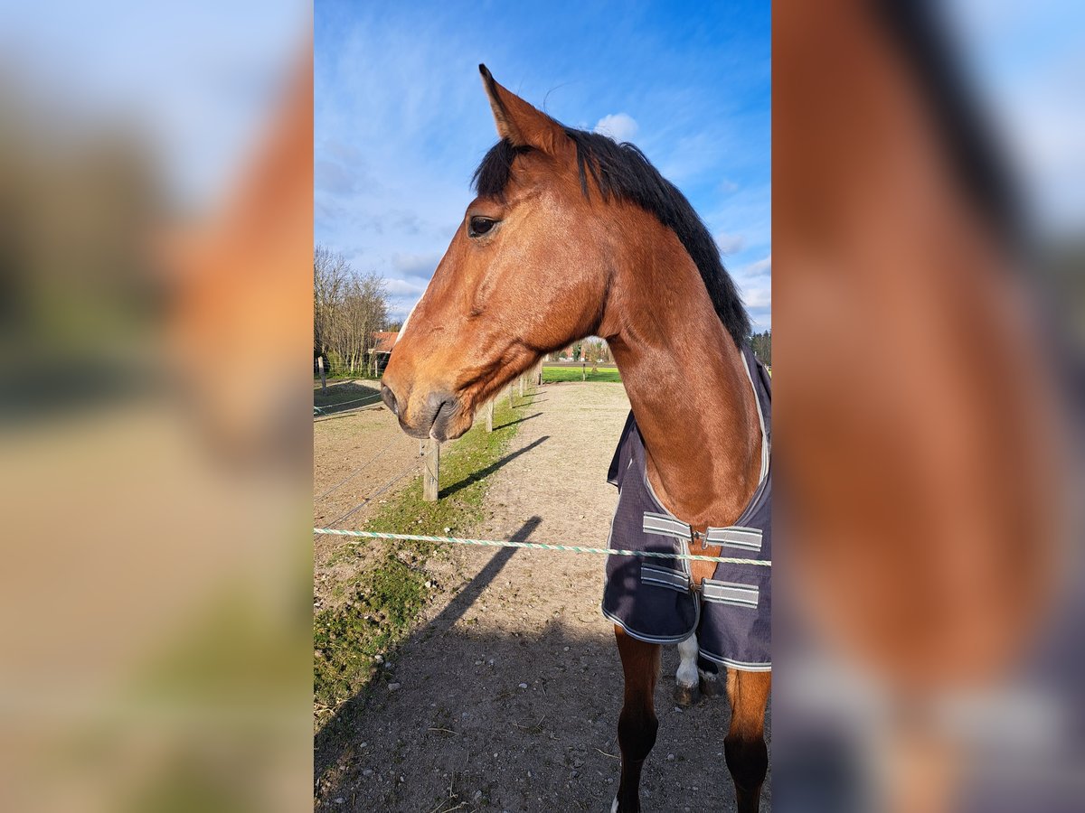 Hannoveriano Caballo castrado 16 años 175 cm Castaño in Bergkirchen