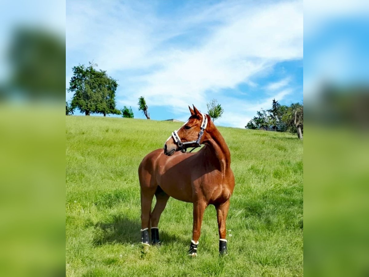 Hannoveriano Caballo castrado 16 años 179 cm Alazán in Gorxheimertal