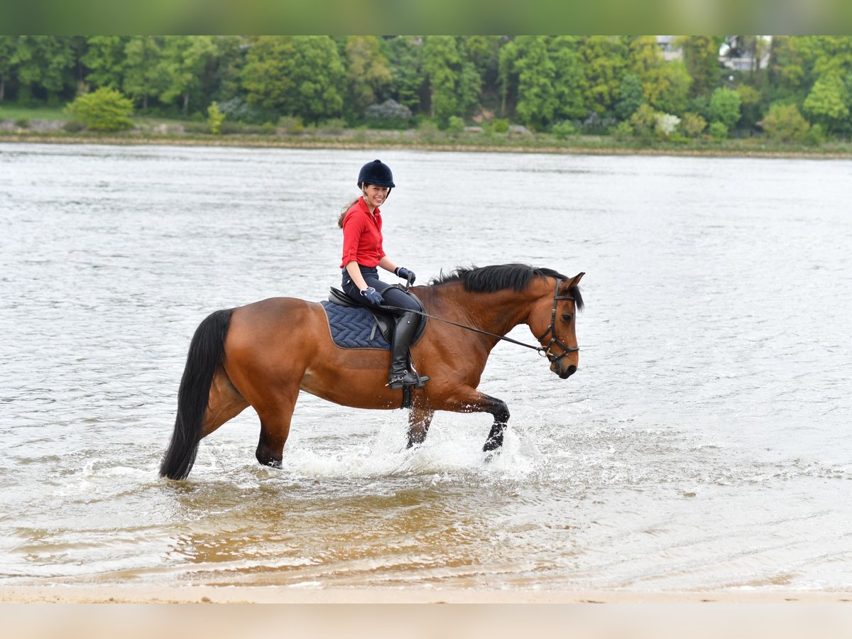 Hannoveriano Caballo castrado 17 años 165 cm Castaño in Berne