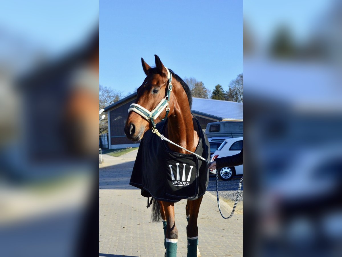 Hannoveriano Caballo castrado 17 años 170 cm Castaño in Baesweiler