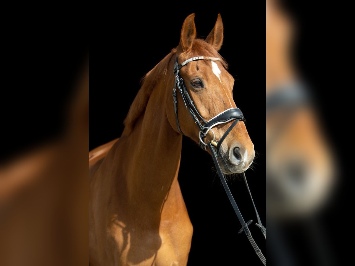 Hannoveriano Caballo castrado 17 años 172 cm Alazán in Münster