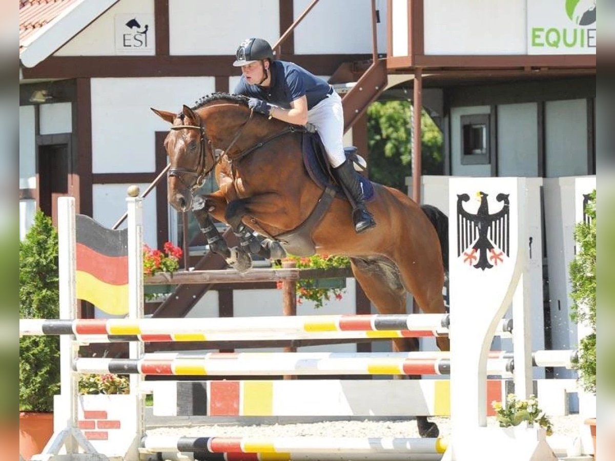 Hannoveriano Caballo castrado 17 años 172 cm Castaño rojizo in Newfield, New Jersey