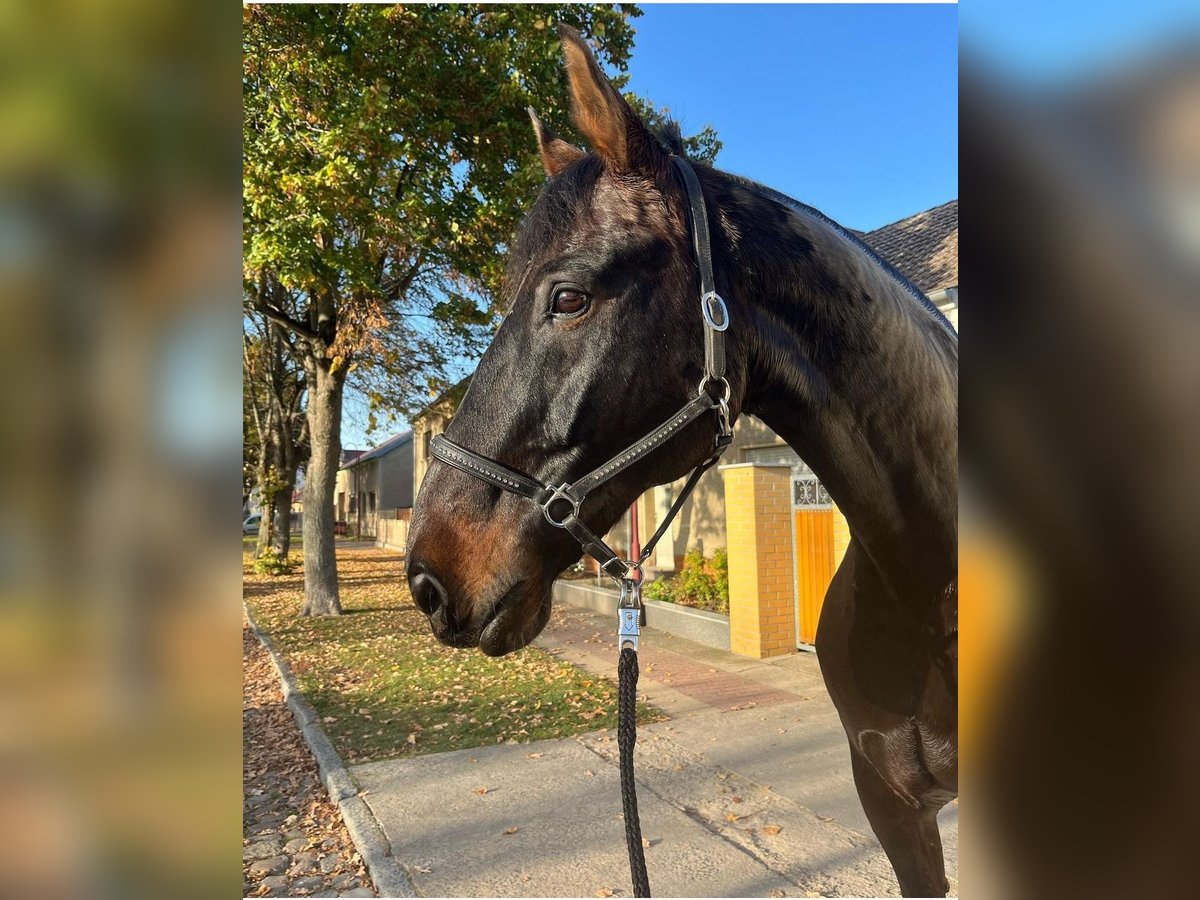 Hannoveriano Caballo castrado 17 años 178 cm Castaño oscuro in Zossen