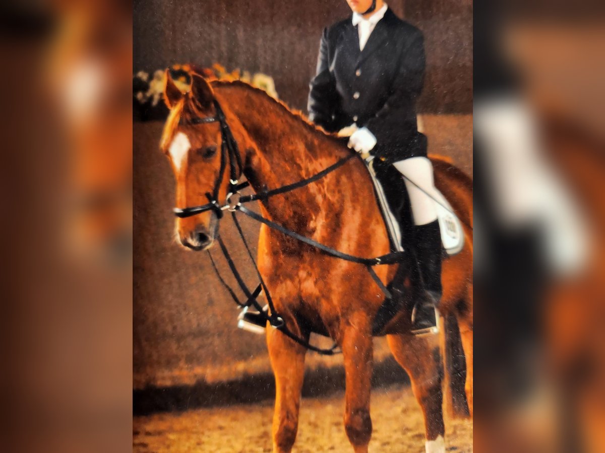 Hannoveriano Caballo castrado 18 años 165 cm Alazán in Adelheidsdorf