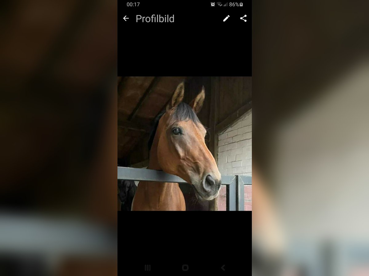 Hannoveriano Caballo castrado 18 años 174 cm Castaño oscuro in Bad Zwischenahn