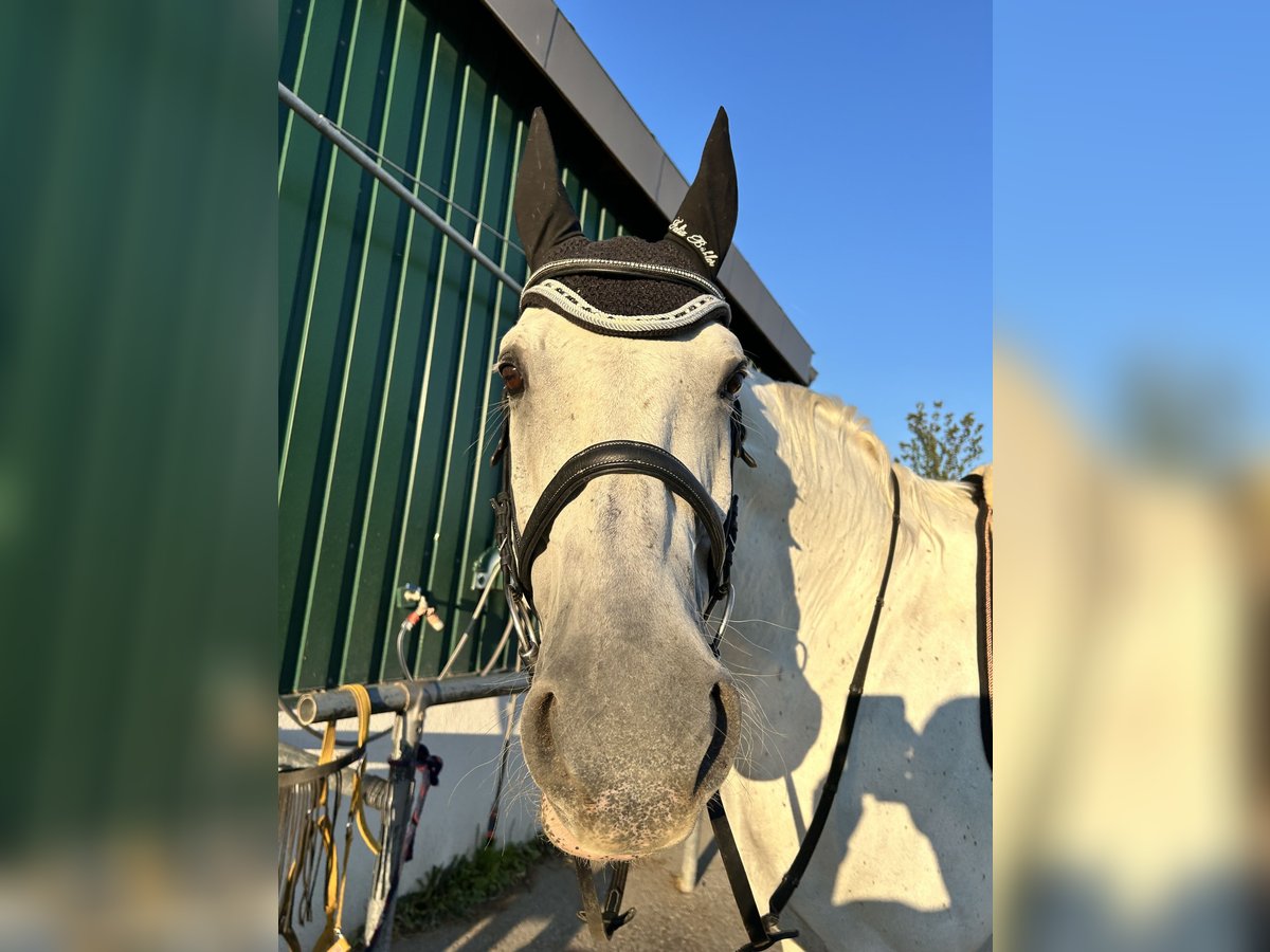 Hannoveriano Caballo castrado 18 años 176 cm Tordo in Wieselburg