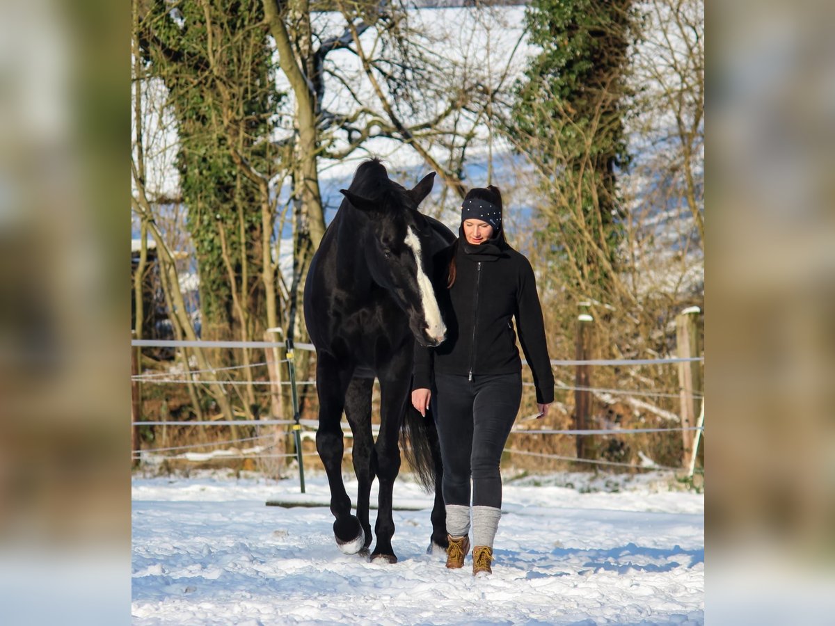 Hannoveriano Caballo castrado 18 años 185 cm Negro in Stemwede-Haldem