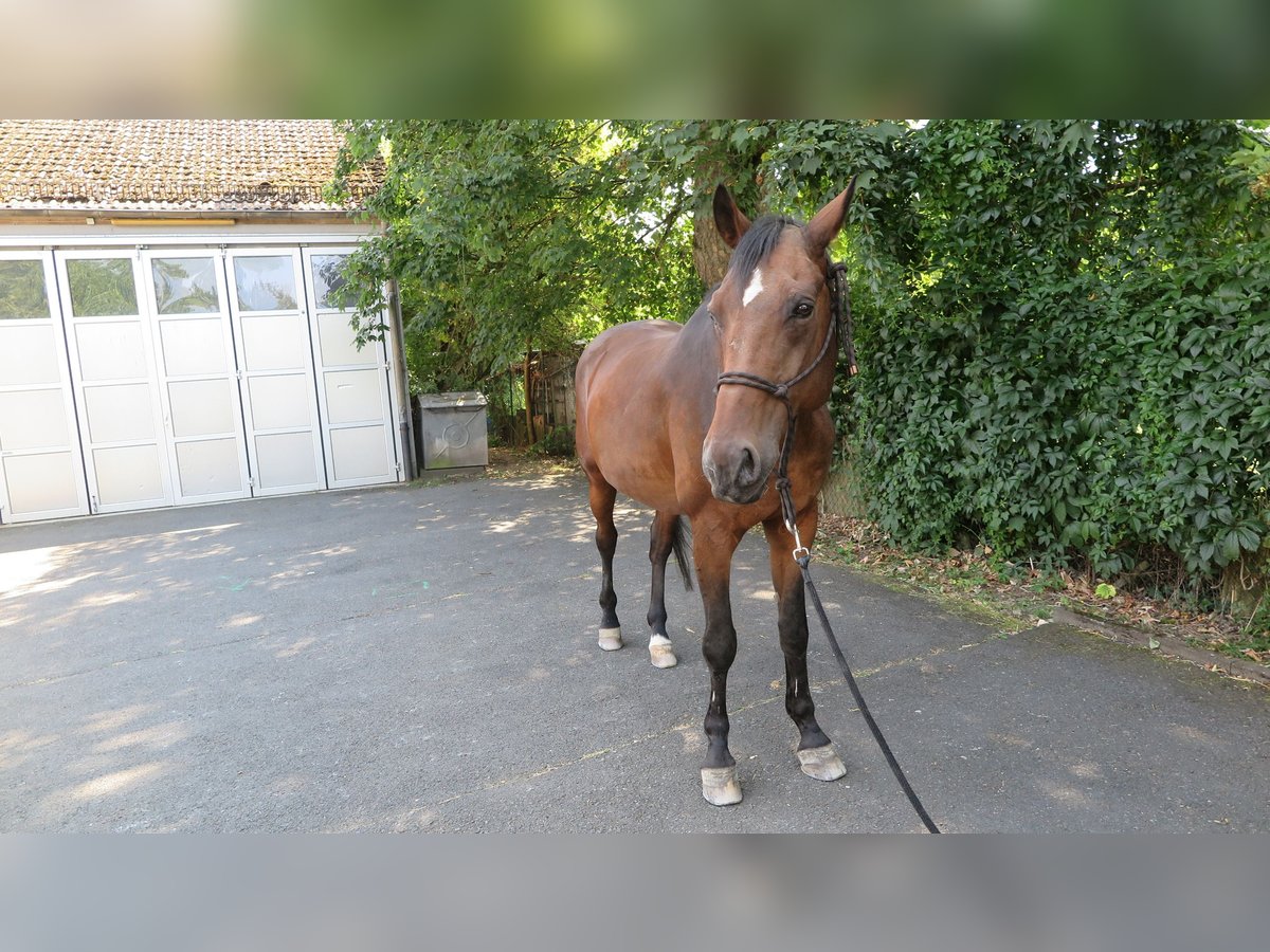 Hannoveriano Caballo castrado 19 años 178 cm Castaño in Frankfurt am Main
