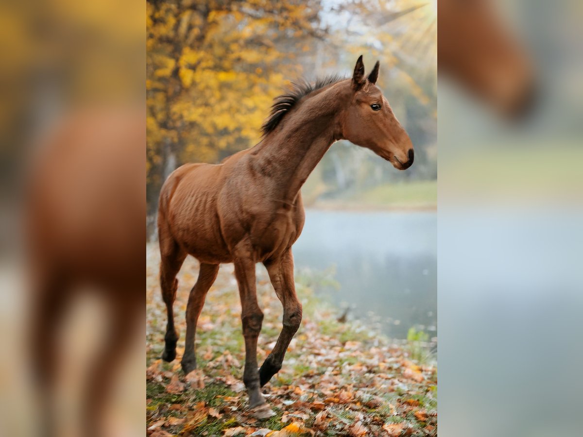Hannoveriano Caballo castrado 1 año 170 cm Castaño in Rinteln