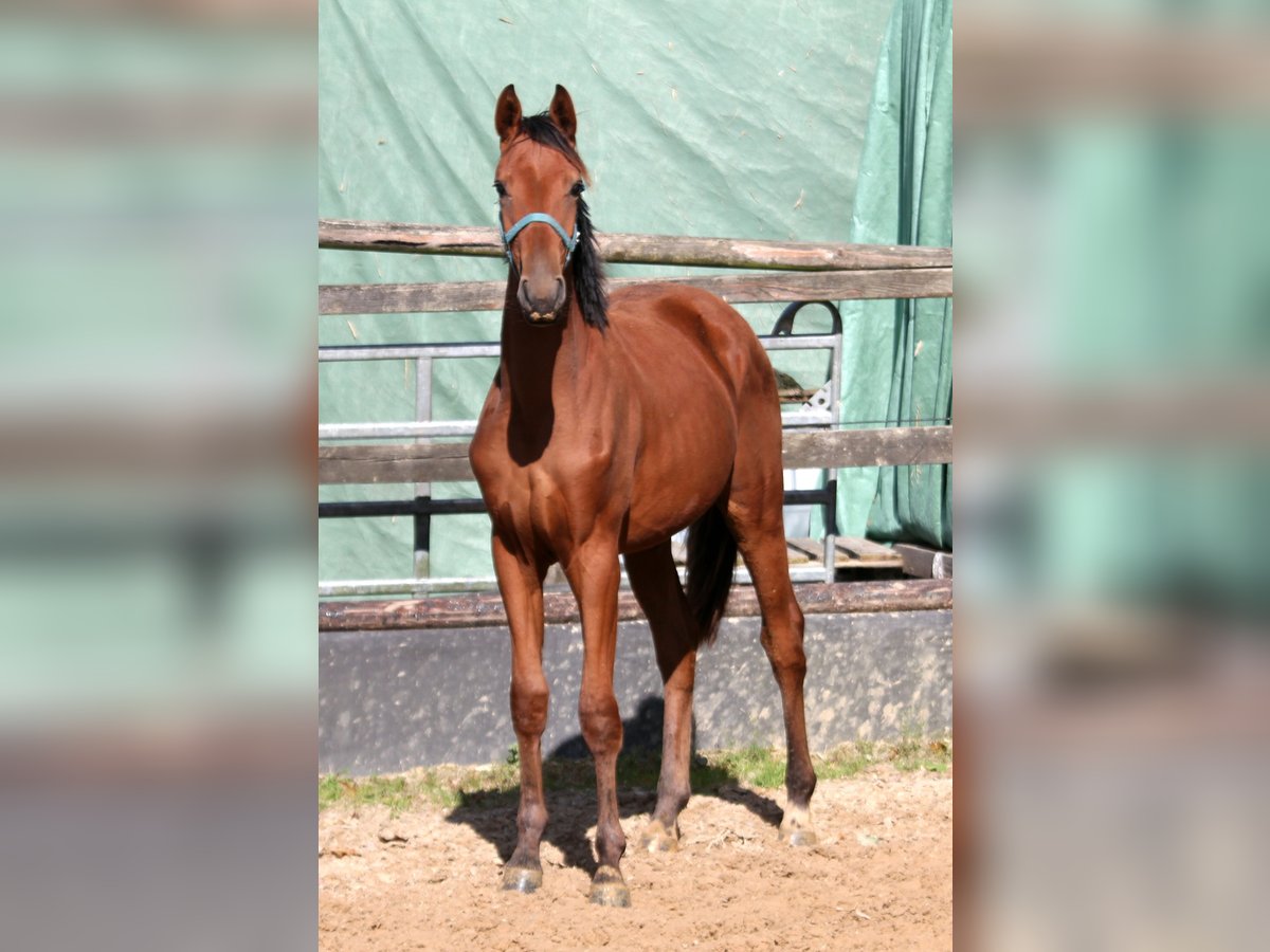 Hannoveriano Caballo castrado 1 año 172 cm Castaño in Deinste