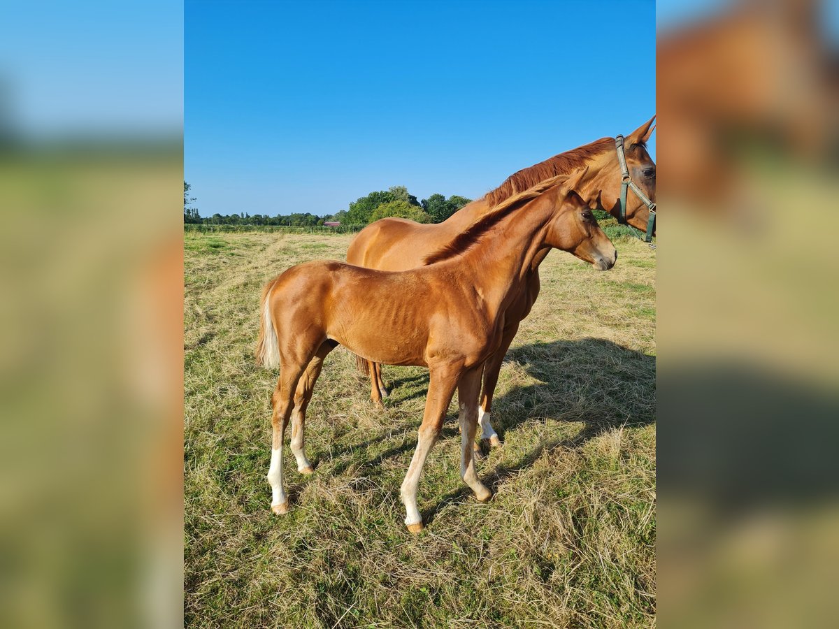 Hannoveriano Caballo castrado 1 año Alazán-tostado in Misselwarden