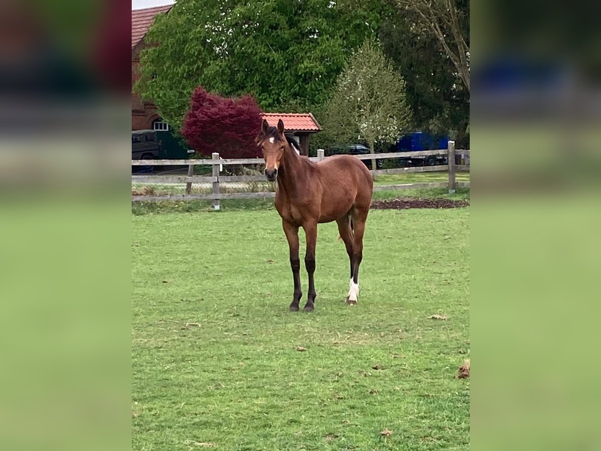Hannoveriano Caballo castrado 1 año Castaño claro in Bassum