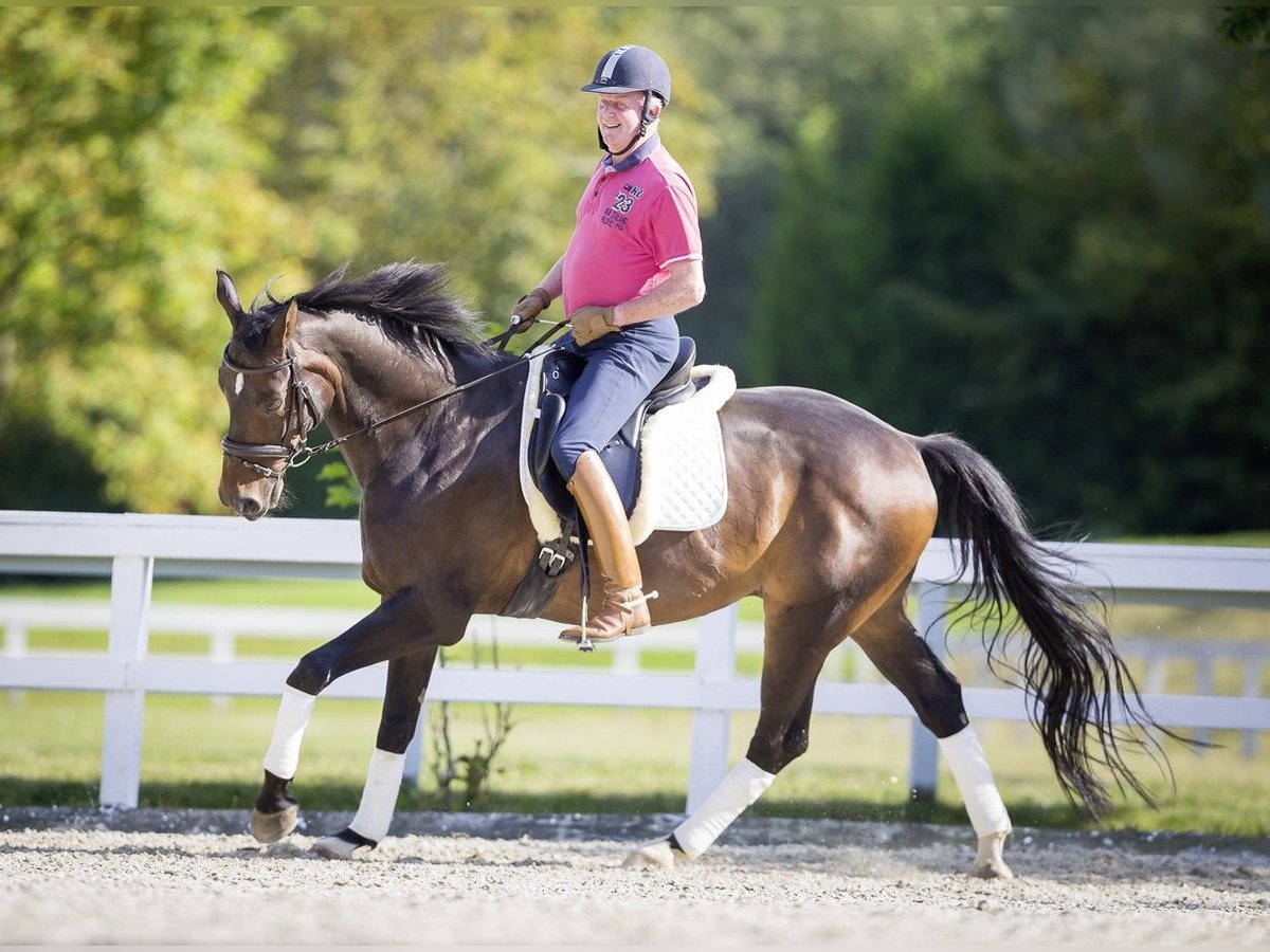 Hannoveriano Caballo castrado 20 años 172 cm Castaño oscuro in Ampflwang