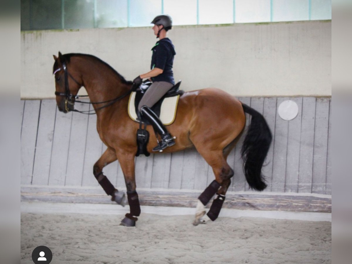 Hannoveriano Caballo castrado 20 años 174 cm Castaño oscuro in Valley OT Grub