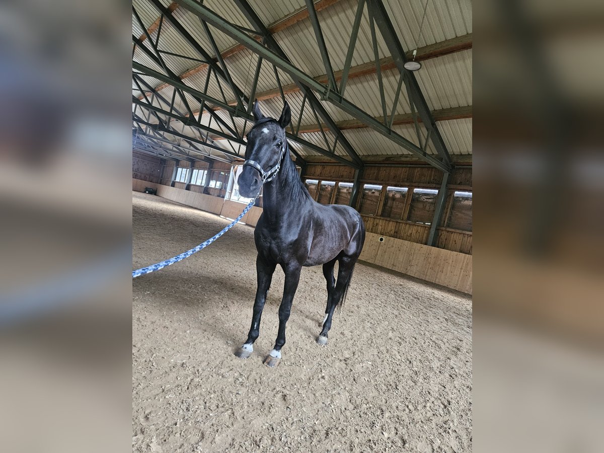 Hannoveriano Caballo castrado 20 años 175 cm Morcillo in Seefeld in Tirol