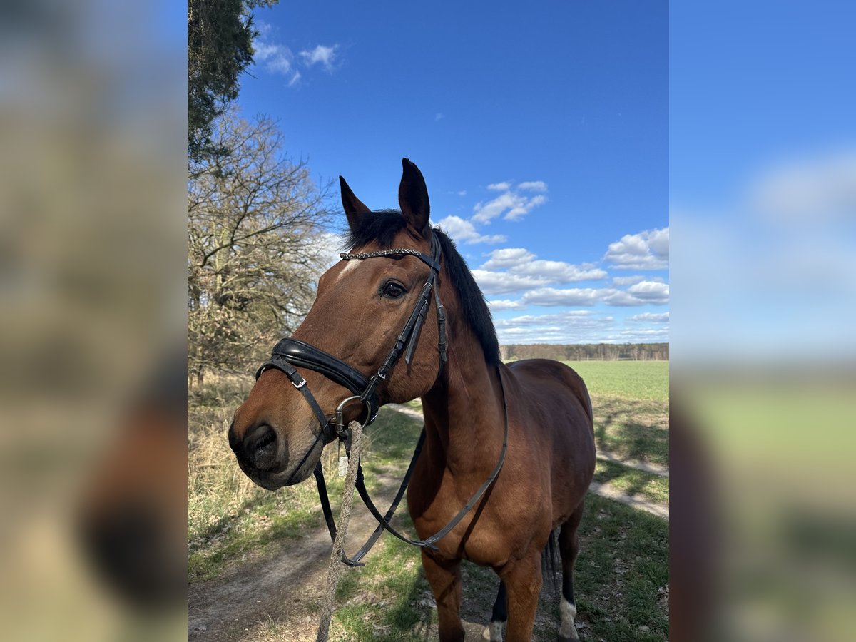 Hannoveriano Caballo castrado 21 años 170 cm Castaño in Haldensleben