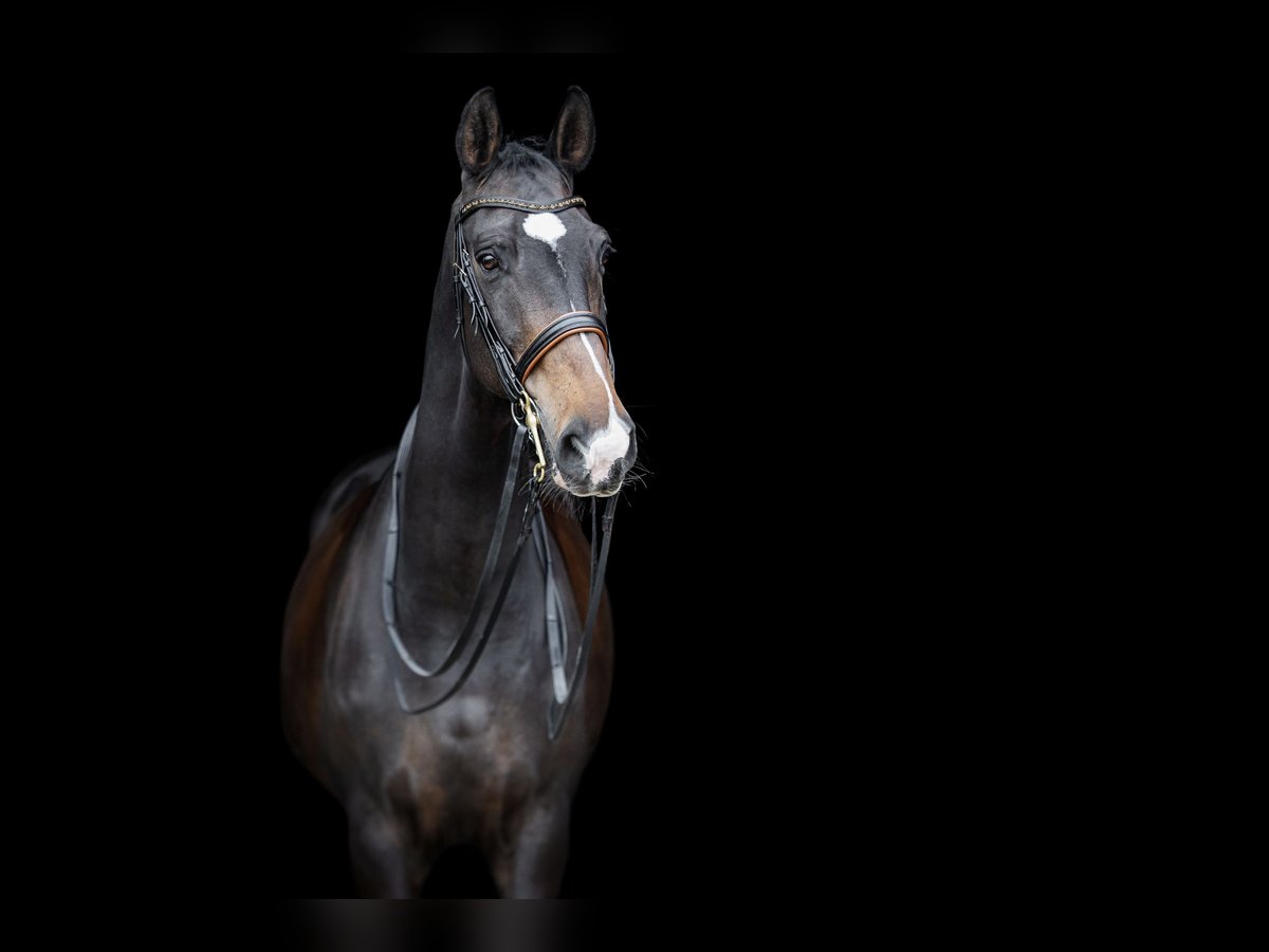 Hannoveriano Caballo castrado 22 años 176 cm Castaño in Stadecken-Elsheim