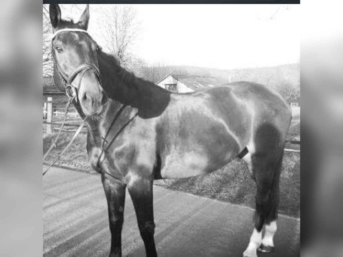 Hannoveriano Caballo castrado 23 años 170 cm Castaño oscuro in Soltau Hannoveriano Caballo castrado 23 años 170 cm Castaño oscuro in Soltau