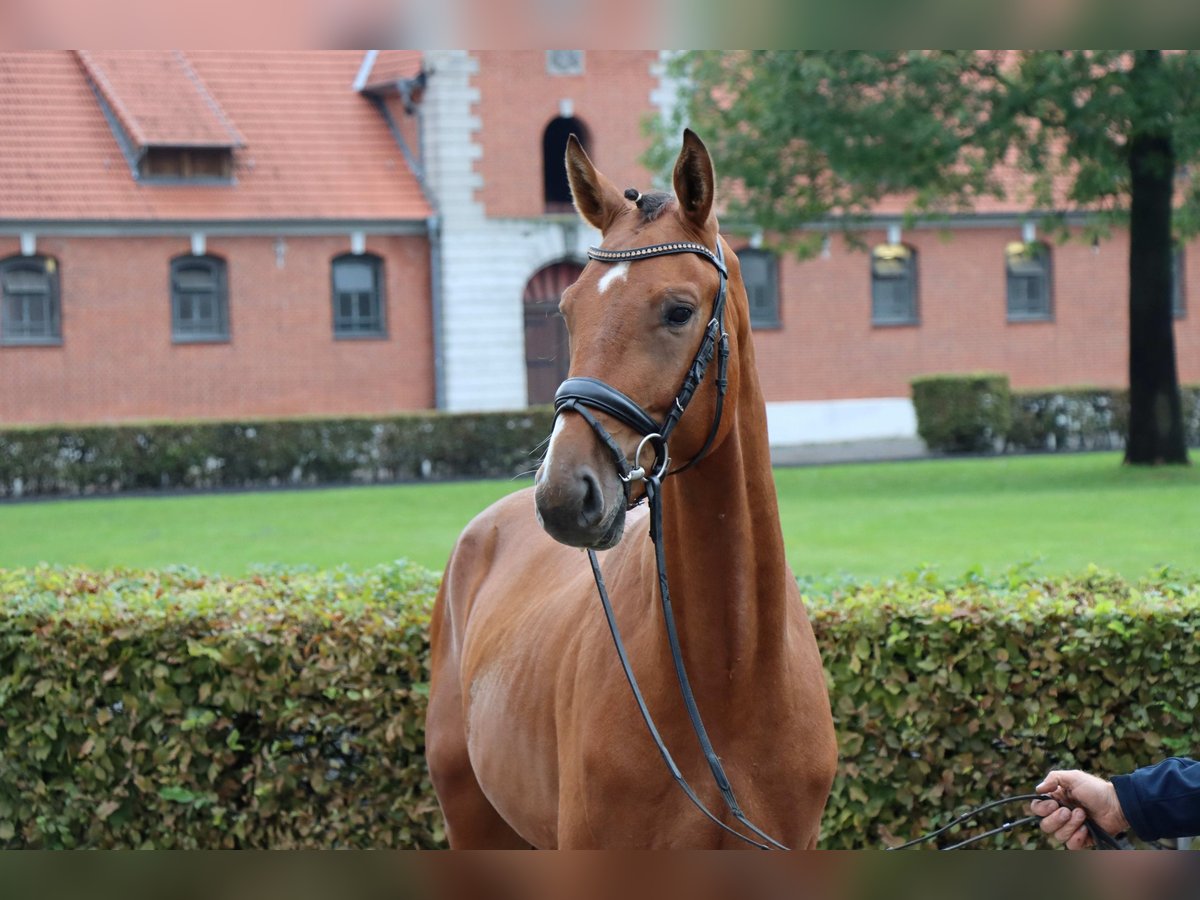 Hannoveriano Caballo castrado 2 años 160 cm Castaño in Celle