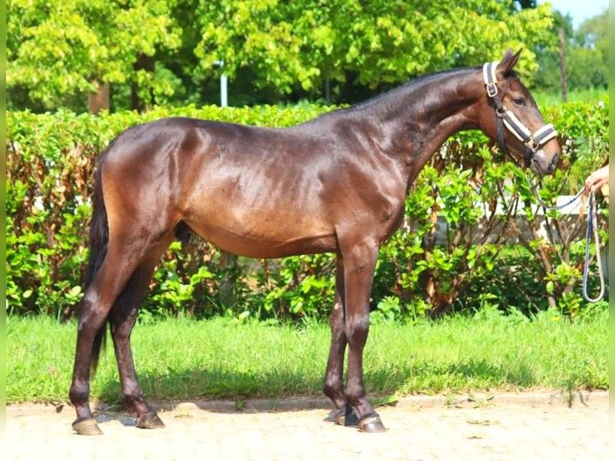 Hannoveriano Caballo castrado 2 años 160 cm Castaño oscuro in Selsingen