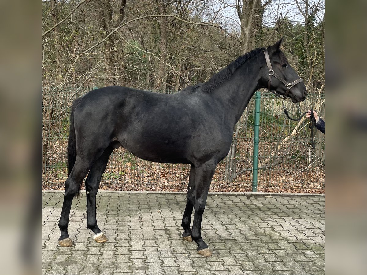 Hannoveriano Caballo castrado 2 años 162 cm Castaño oscuro in Verl