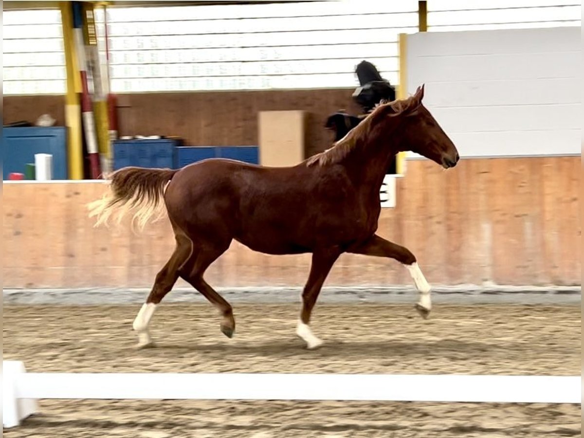 Hannoveriano Caballo castrado 2 años 163 cm Alazán in Rees