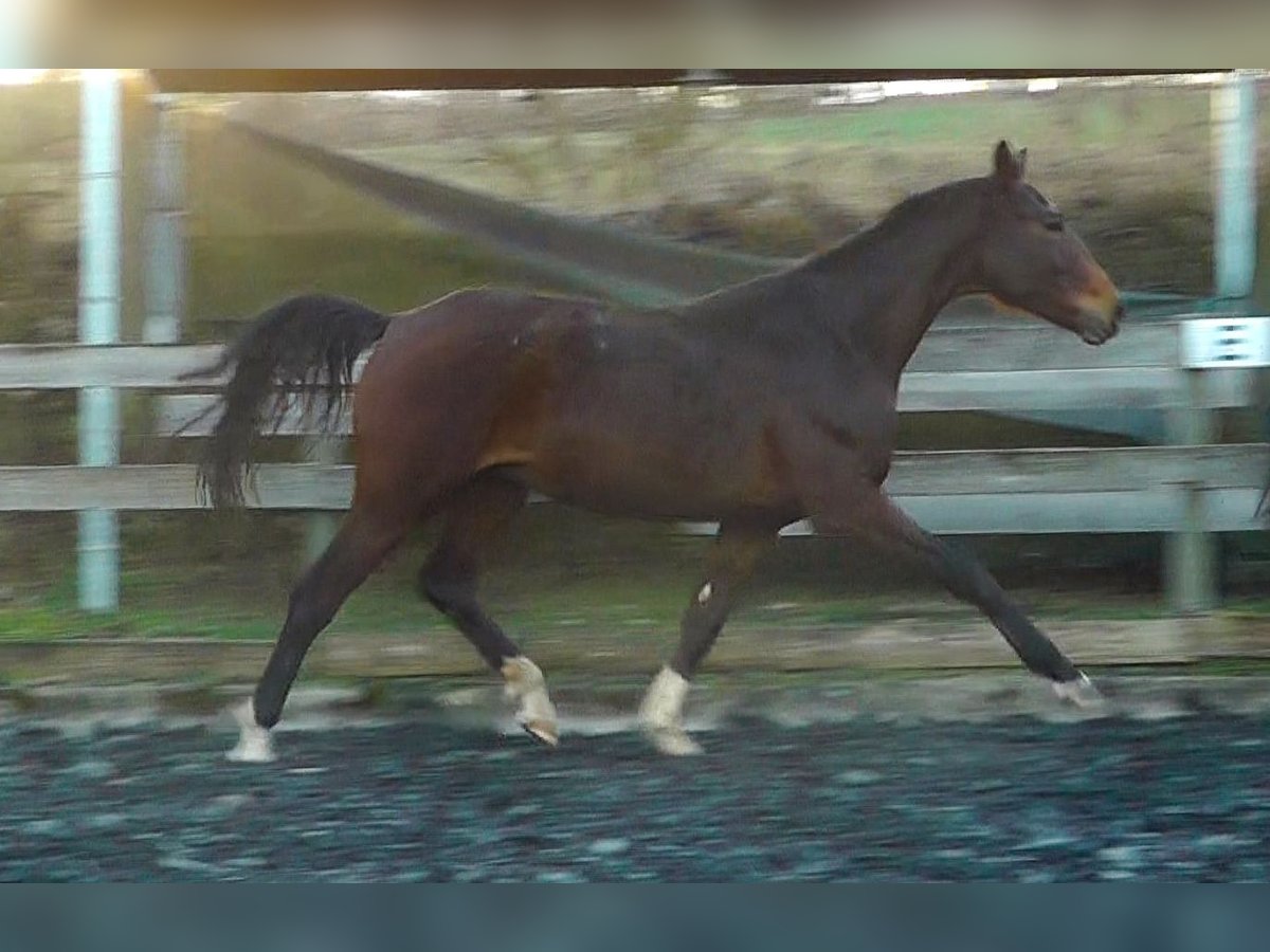 Hannoveriano Caballo castrado 2 años 164 cm Castaño oscuro in Neu-Eichenberg