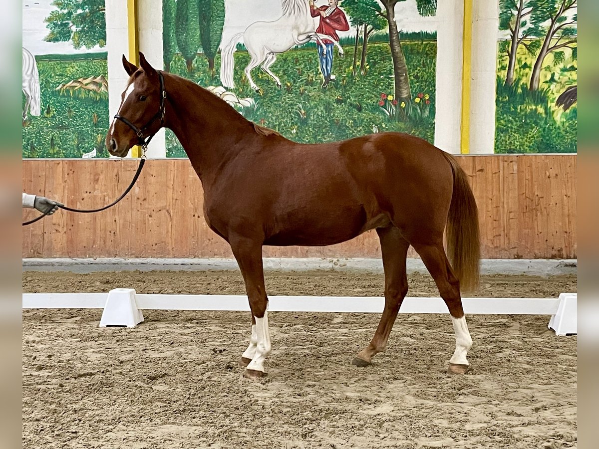 Hannoveriano Caballo castrado 2 años 167 cm Alazán in Rees