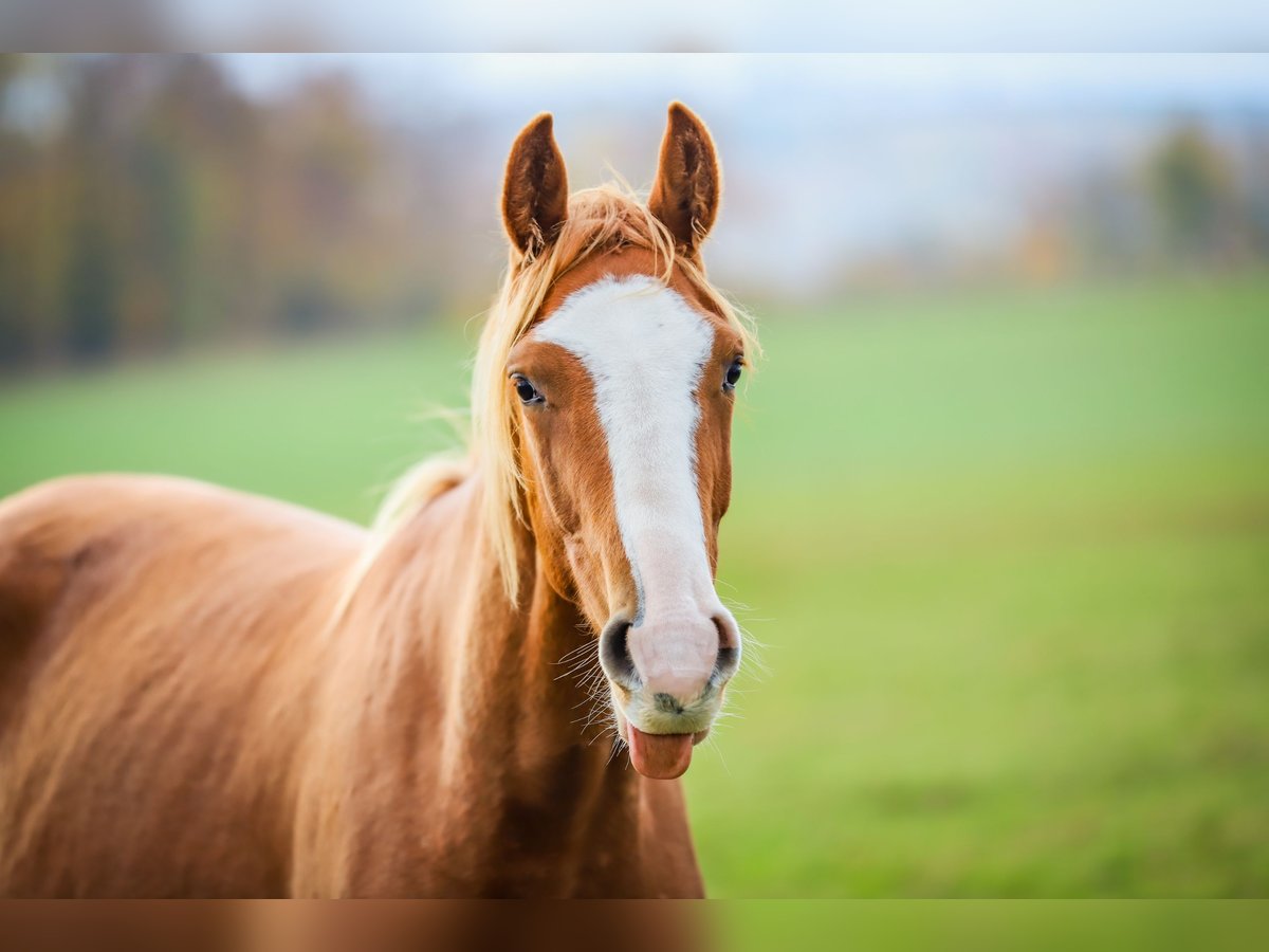 Hannoveriano Caballo castrado 2 años 168 cm Alazán in H&#xFC;ttenrode