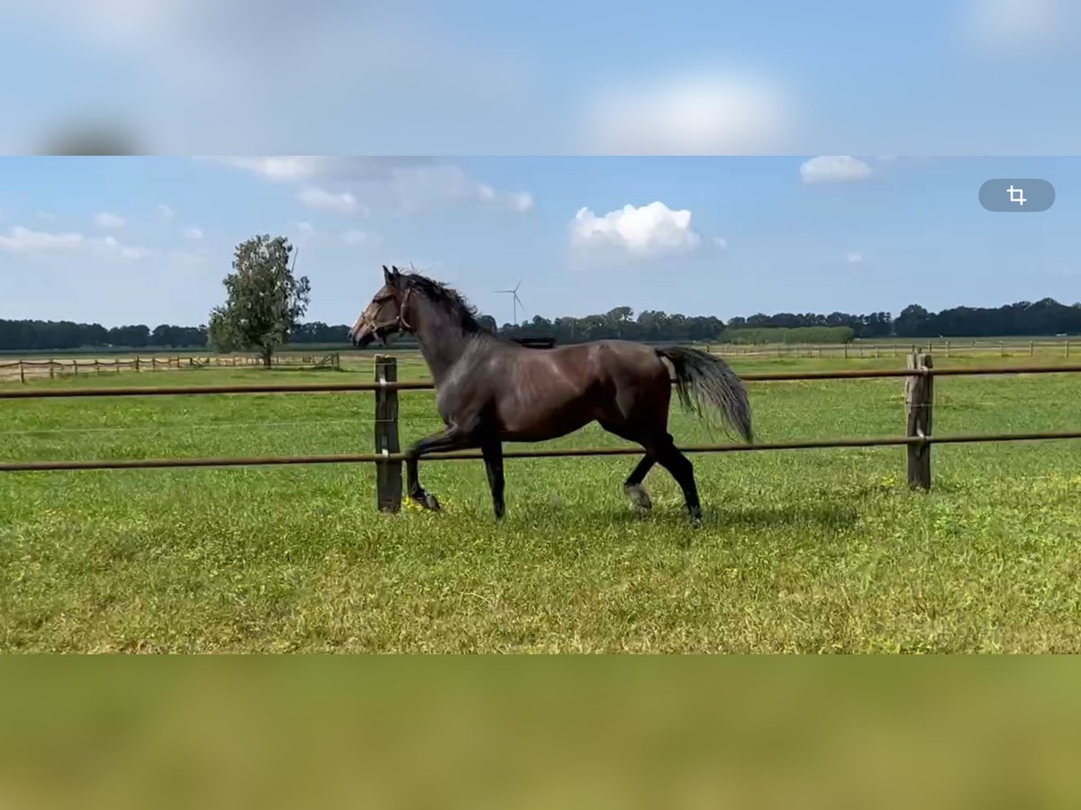 Hannoveriano Caballo castrado 2 años 168 cm Castaño oscuro in Warmsen